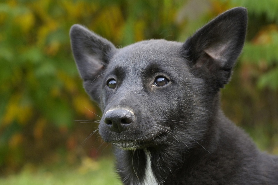 You need to be prepared to be considered an equal if you have a Canaan Dog.