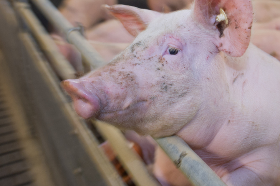 Geschlossener Tönnies-Schlachthof: Landwirte in Sorge wegen Schweinen
