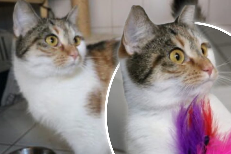 Über Wochen von ihren Besitzern allein gelassen: Wer gibt Anastasia ein liebevolles Zuhause?