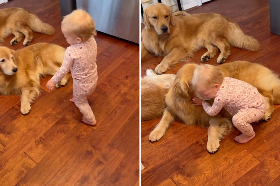 Zuckersüße Routine: Die kleine Honey gibt jeden Morgen erstmal allen drei Golden Retrievern eine Umarmung.