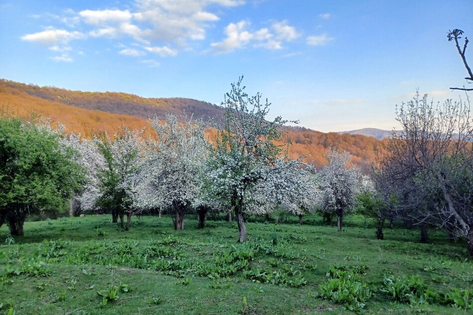 Blühende Malus-sierversii-Apfelbäume im Tienschan: Foto aus dem Privatarchiv von Prof. Kramer von seinen Streifzügen durch die kirgisische Region Kara-Alma/Dschalal-Abad im Chatkal-Gebirge.