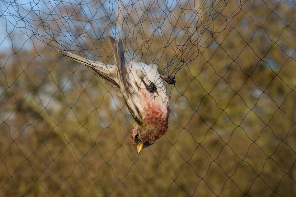 In sogenannten Japannetze verfangen sich Singvögel. Ein solches soll der Ex-Falkner in einem Dresdner Wald aufgestellt haben. (Symbolbild)
