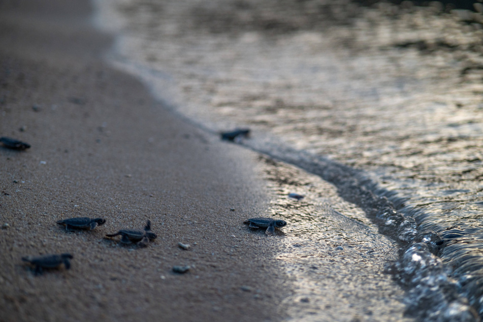 Baby turtles go for a swim as soon as they are born – now, that's dedication to the waves!