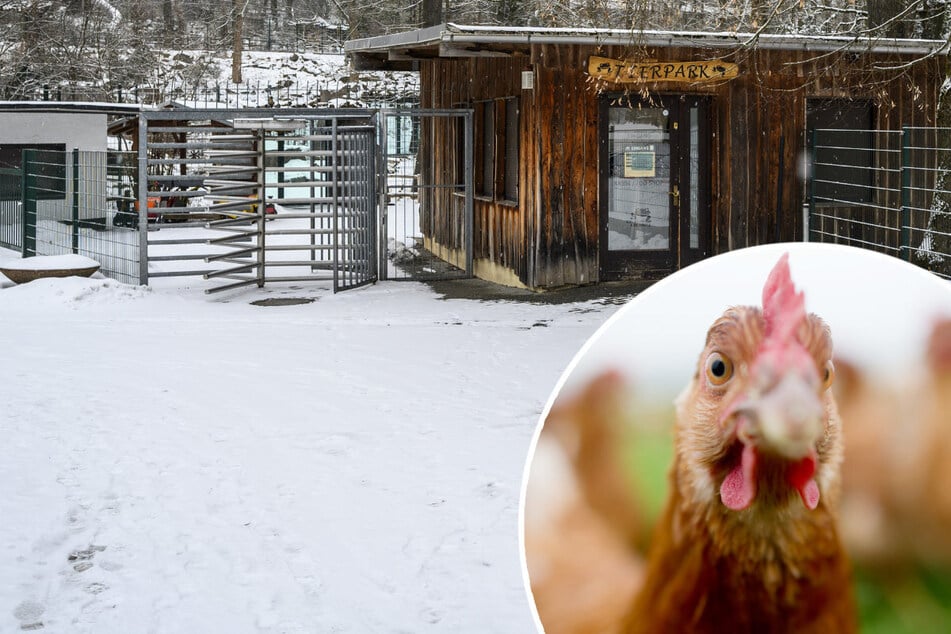 Chemnitz: Tierpark Chemnitz muss geschlossen bleiben: Verdacht auf Vogelgrippe!