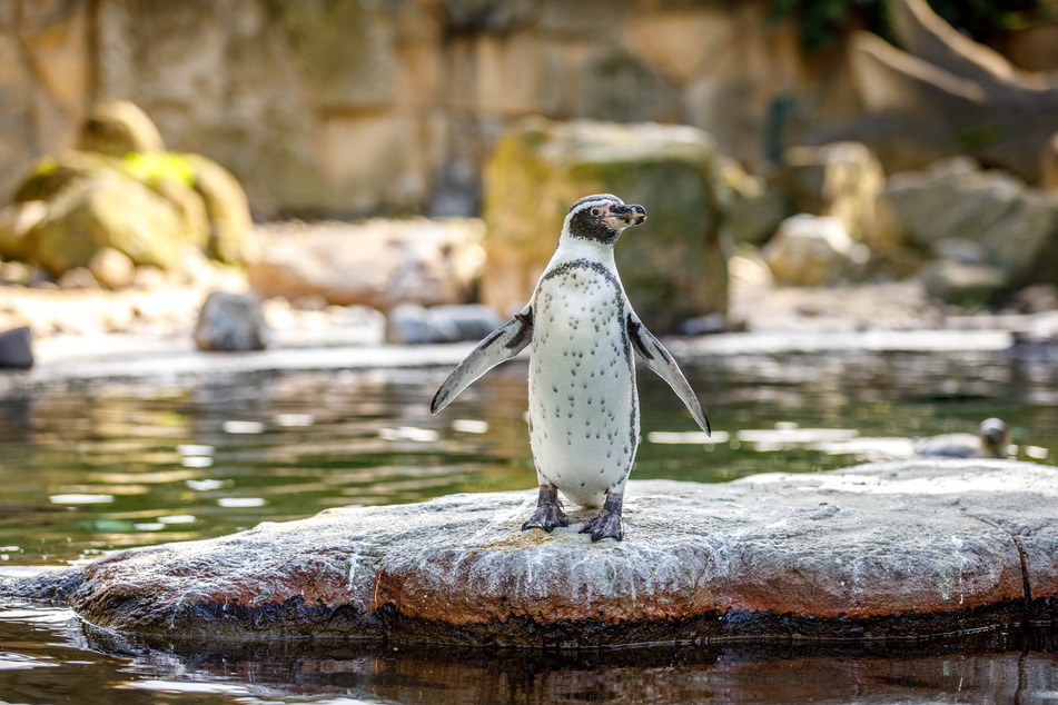 Bei den Pinguinen gibt es vielleicht bald noch mehr Nachwuchs.