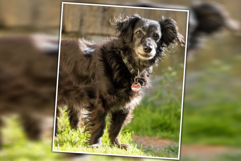 Timmys graue Haare täuschen! In der Hunde-Omi steckt noch immer ein echtes Energiebündel!