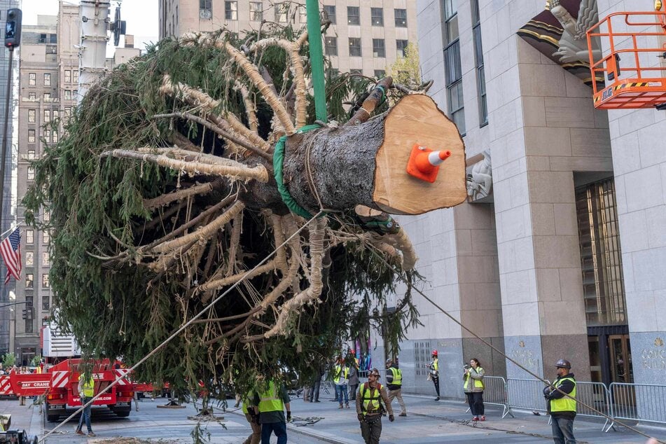 The 2024 Rockefeller Center Christmas Tree arrived in Manhattan's Rockefeller Plaza on November 9, standing 74-foot-tall and 43-foot-in-diameter.