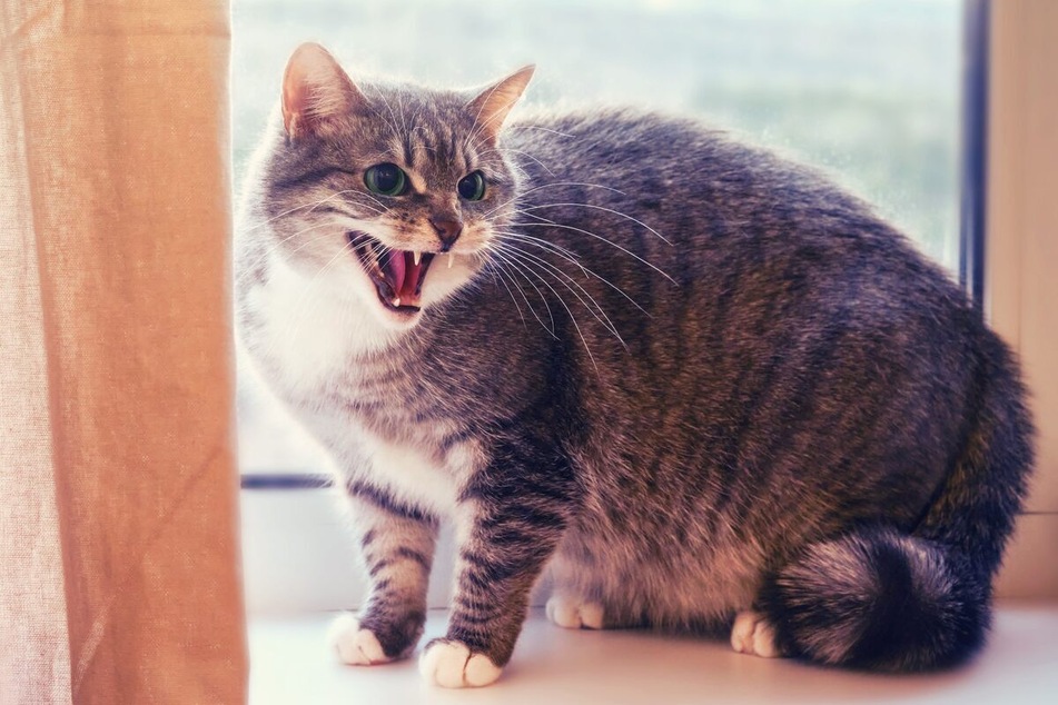 Things could be particularly wrong if your cat hisses at you when avoiding your touch.