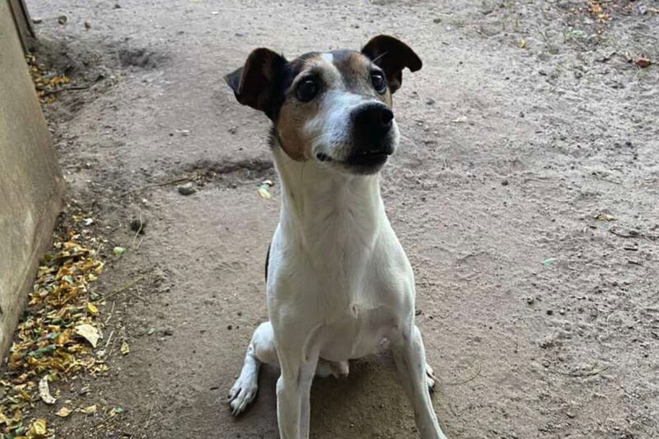 Jack-Russel-Mix Spartakus (12) lebt im Tierheim Berlin und ist auf der Suche nach einem neuen Zuhause.