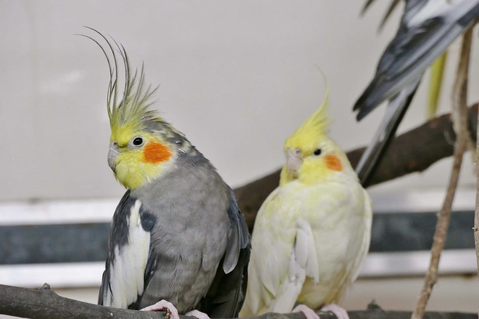 Die Nymphensittiche Amarilla und Kewin haben sich im Tierheim kennen und lieben gelernt.