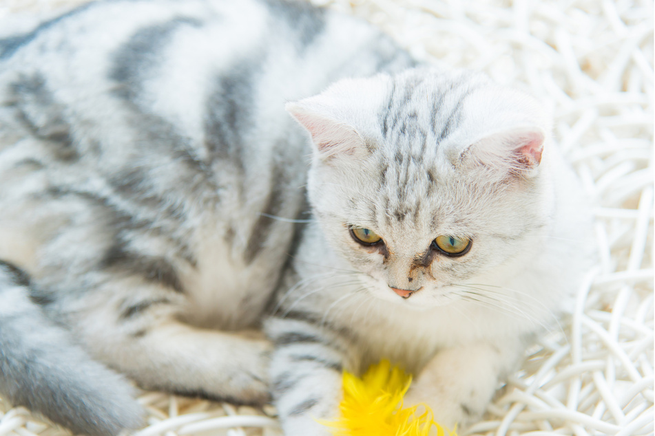 Ironically, American shorthairs are some of the fluffiest and prettiest white cat breeds.