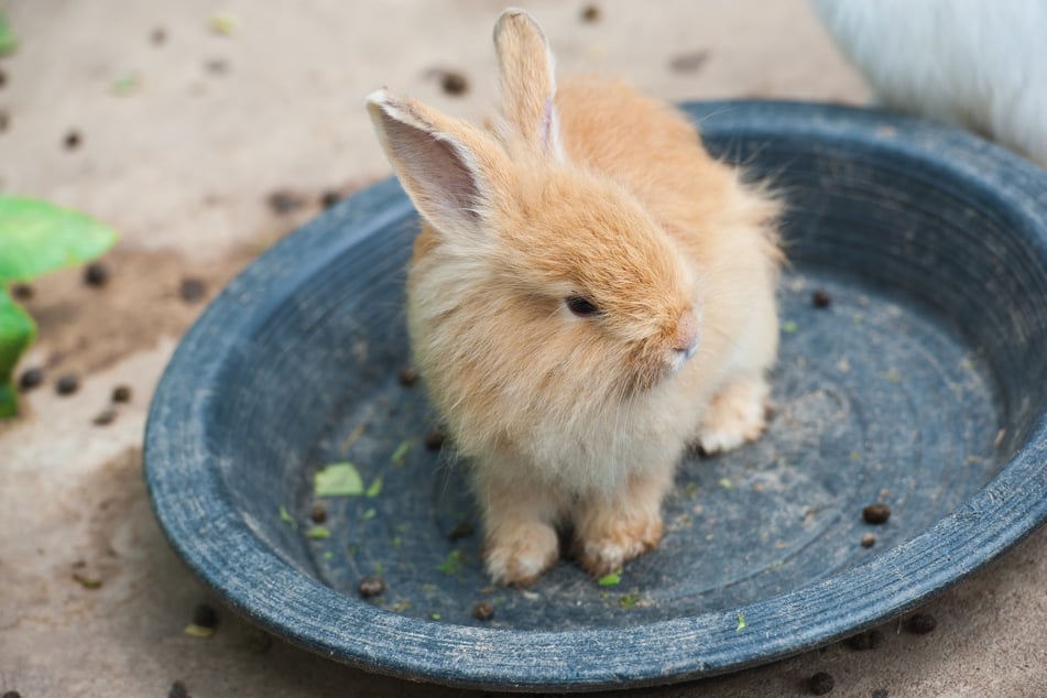 In der Regel ist es einfach, Kaninchen stubenrein zu bekommen.