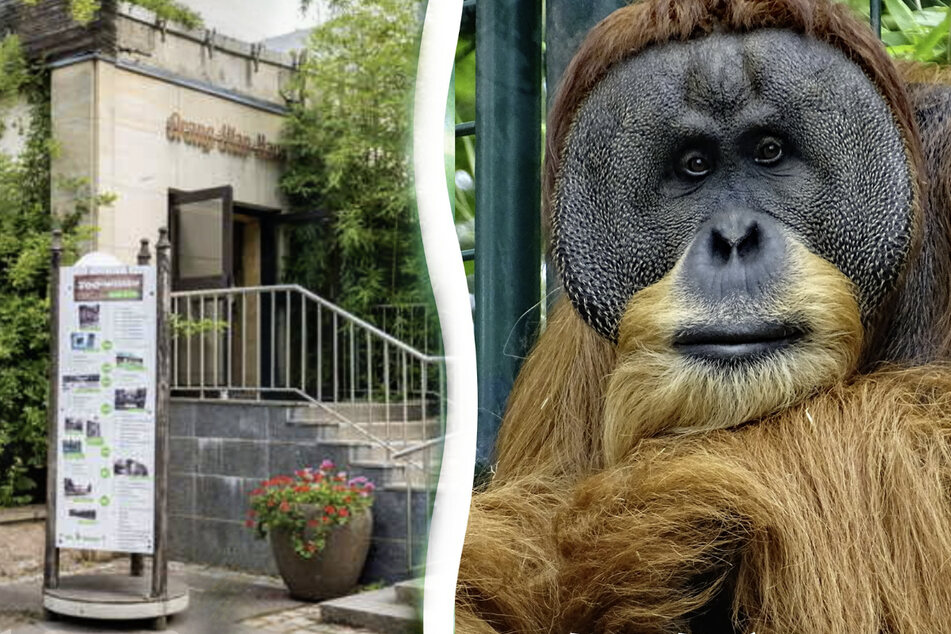 Zoo Dresden feiert 30. Geburtstag von Orang-Utan Toni und will ihm ein ganz besonderes Geschenk machen