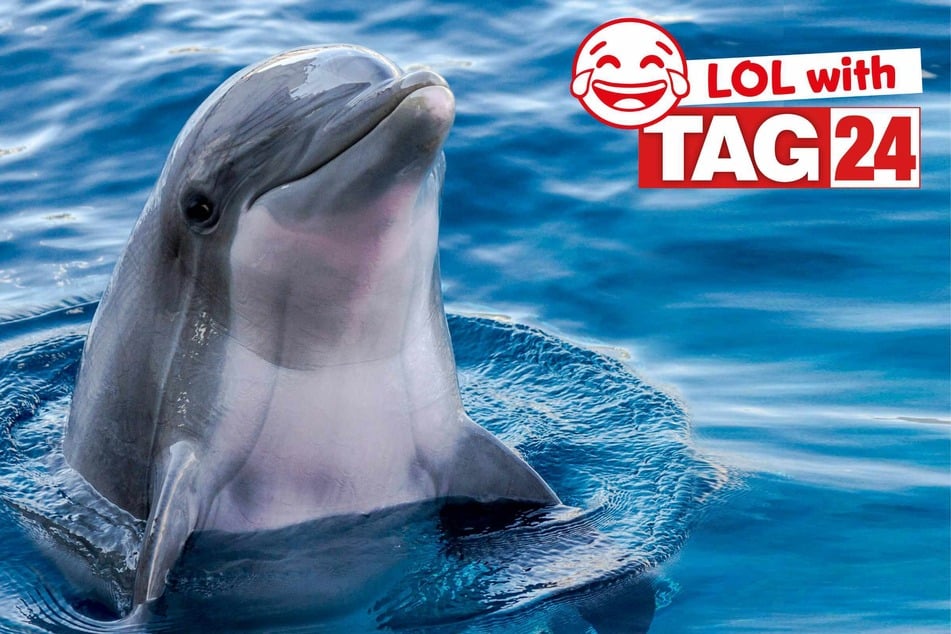 Joke of the Day for April 6, 2026: A finning funny