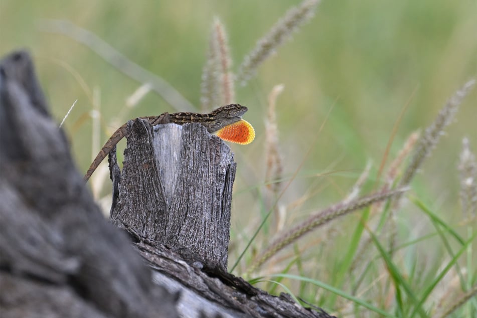 The brown anole may inadvertently have been Florida's protector.