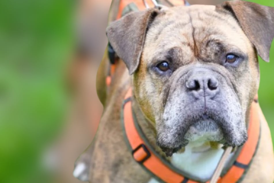 Sturkopf mit Herz: Bekommt Hunde-Opi Viet noch eine Chance?