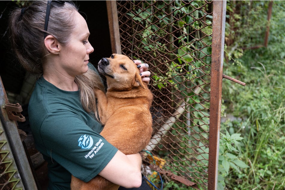 Dieser knuffige Vierbeiner gehört zu den über 70 Hunden, die von einer Hundefleisch-Farm in Südkorea gerettet werden konnten. Er darf nun auf viele weitere Streicheleinheiten hoffen.
