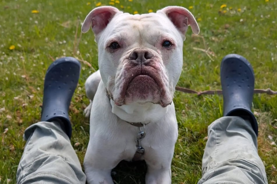 Bulldoggen-Mischling Django aus dem Hamburger Tierheim ist auf der Suche nach einem echten Zuhause.