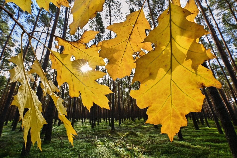 In Köln und NRW zeigt sich der Herbst in den kommenden Tagen auch von seiner sonnigen Seite. (Symbolbild)