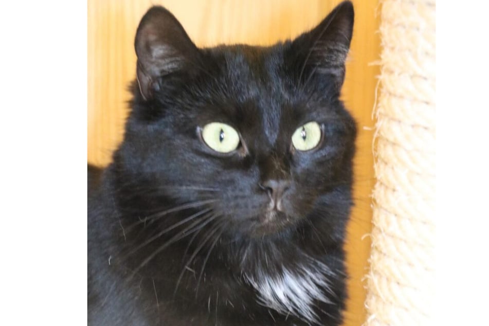 Polaris möchte endlich raus aus dem Tierheim.