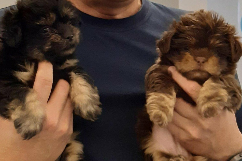 Ein Rumäne (22) schmuggelte die beiden Hündchen (Bichon) nach Sachsen ein.