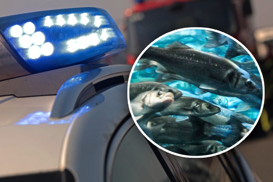 Unfall A3: Autobahn komplett gesperrt! Feuerwehr baut Pool und packt lebende Fische hinein