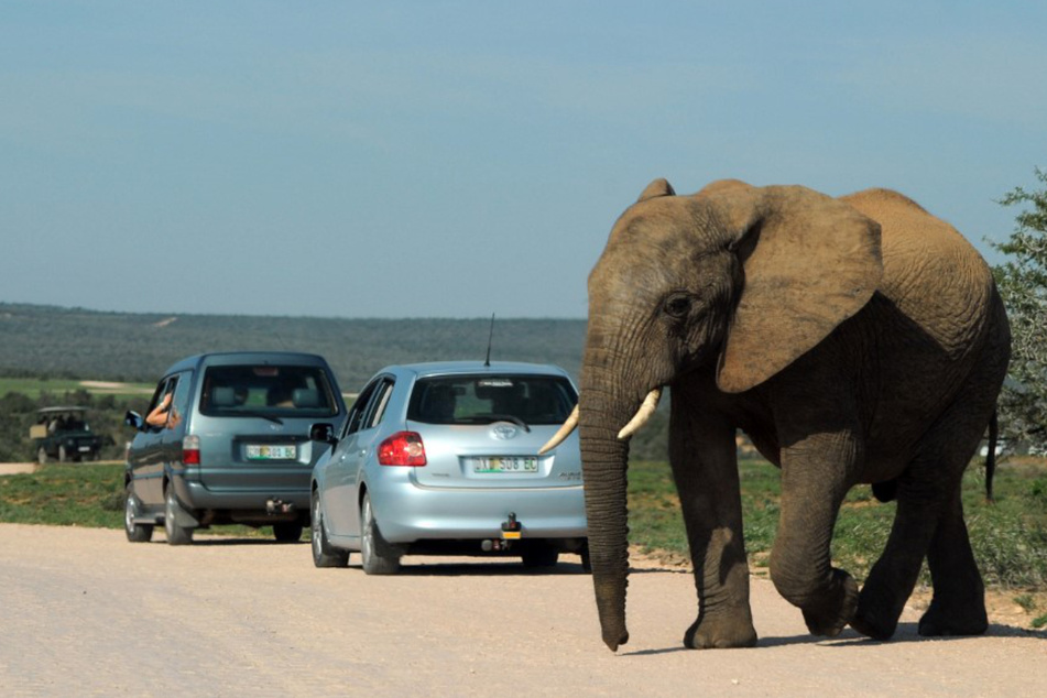 Ein Elefant läuft im Addo-Nationalpark über eine Straße.