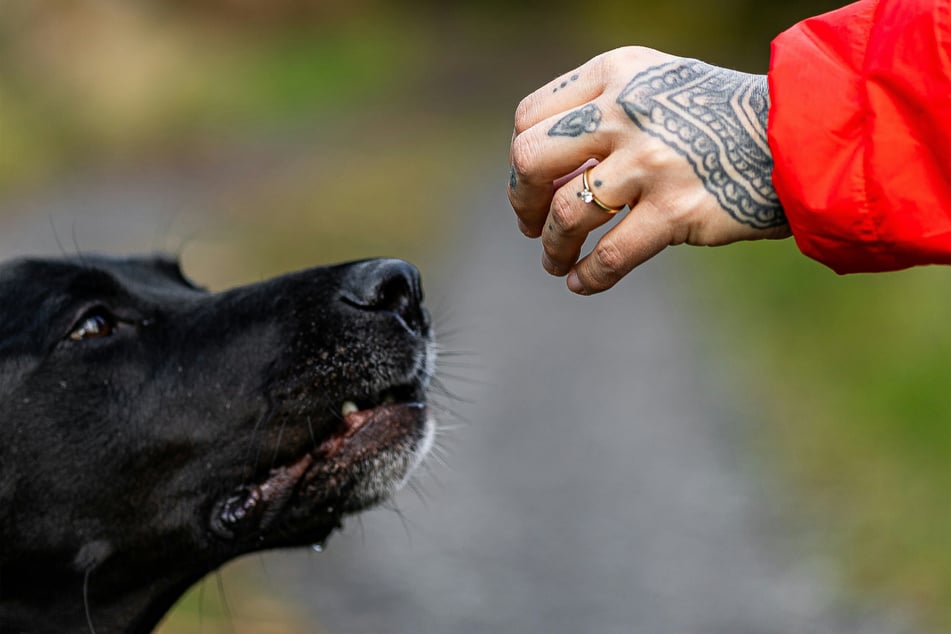 A woman got her late dog's ashes inked into her skin in a touching tattoo tribute (stock image).
