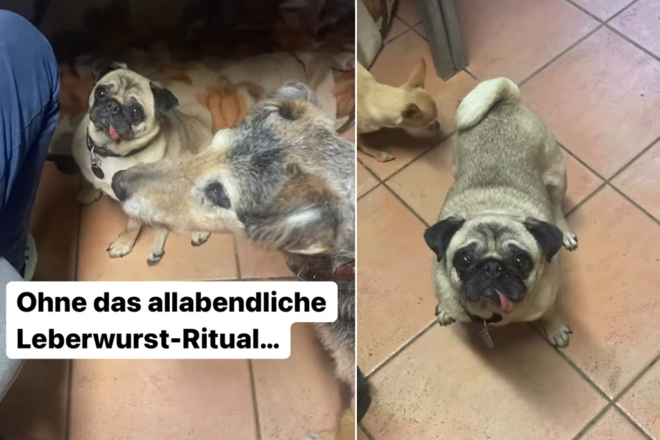 Das Tierheim Köln-Dellbrück zeigt den drolligen Mops in einer Instagram-Story.