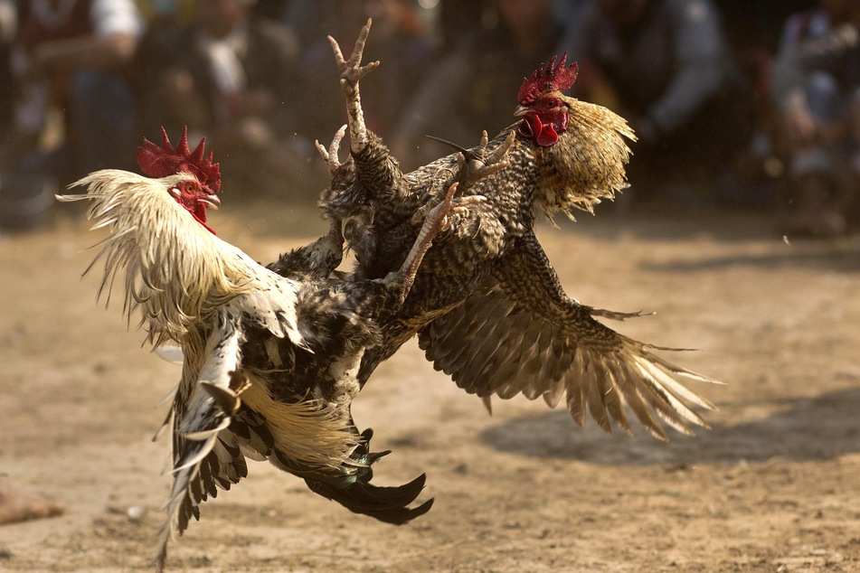 Bei den illegalen Hahnenkämpfen tragen die aggressiven Tiere eine scharfe Klinge an ihren Füßen. (Symbobild)
