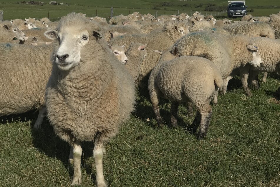 Tierisches Chaos Auf Bundesstrasse Schafherde Legt Verkehr Lahm 24