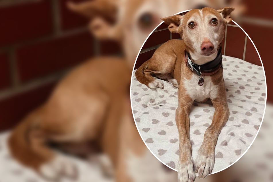 Mara echa de menos su hogar y emocionalmente todavía no se ha adaptado al refugio para animales.