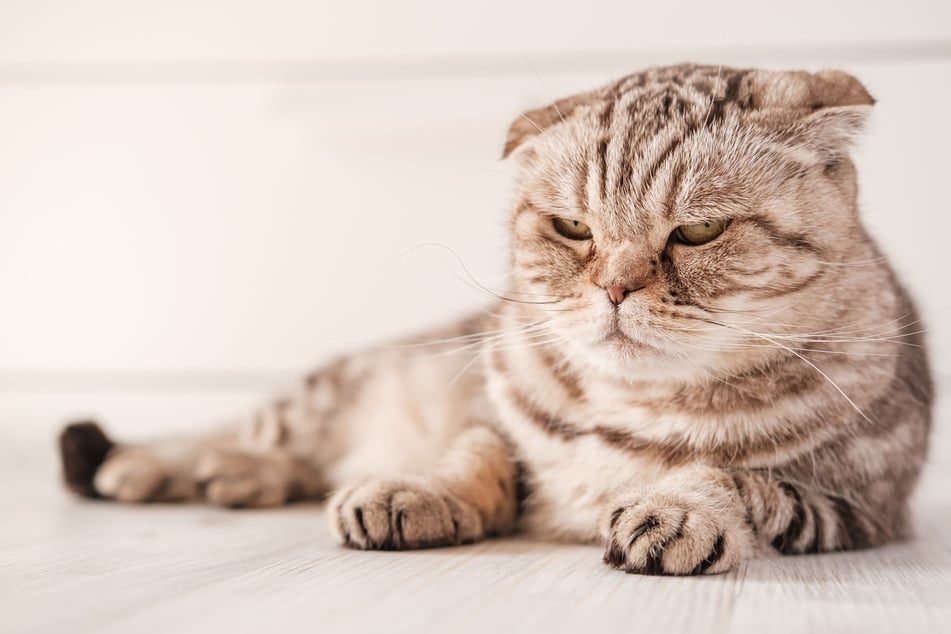 Ob es schlimm ist, wenn Deine Katze Schluckauf hat, erklärt Dir TAG24.