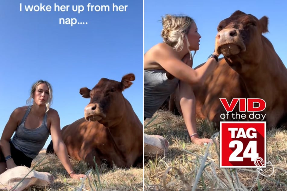 viral videos: Viral Video of the Day for June 5, 2025: Sleepy cow has funny reaction after being woken up mid-nap!