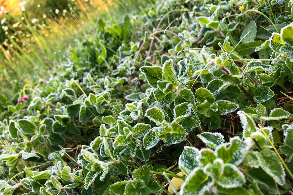 Bodenfrost: In den Hochlagen in NRW kann es durchaus kalt werden.