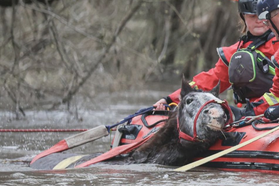 Dramatischer Einsatz im Hochwasser: Unterkühltes Pferd kämpft ums Überleben