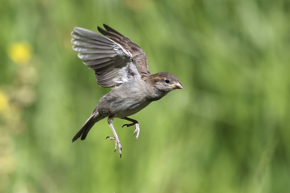 Der Haussperling ist derzeit Nummer eins in Sachsens Gärten. Der Feldsperling hingegen reduzierte sich in den vergangenen zehn Jahren auf die Hälfte des Bestandes.