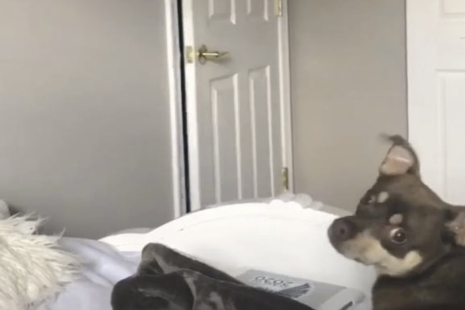 Der Hund schien auch nicht zu wissen, wie ihm geschah.
