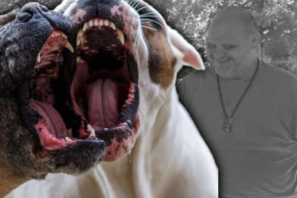 Blutbad nach Pitbull-Terror: Opa und Baby tot