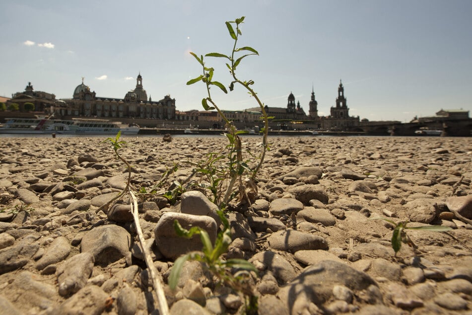 Dürre in Dresden: Das Gremium soll bei der Ausarbeitung von Klimaschutzmaßnahmen beraten. (Archivbild von 2012)