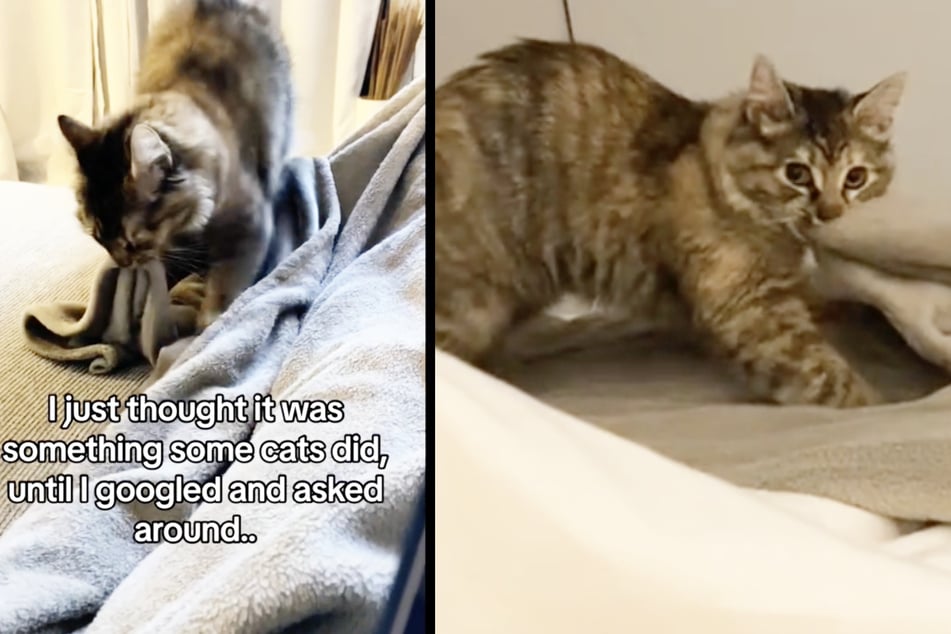 This cat owner grew emotional when she discovered the reason behind her pet's odd behavior.