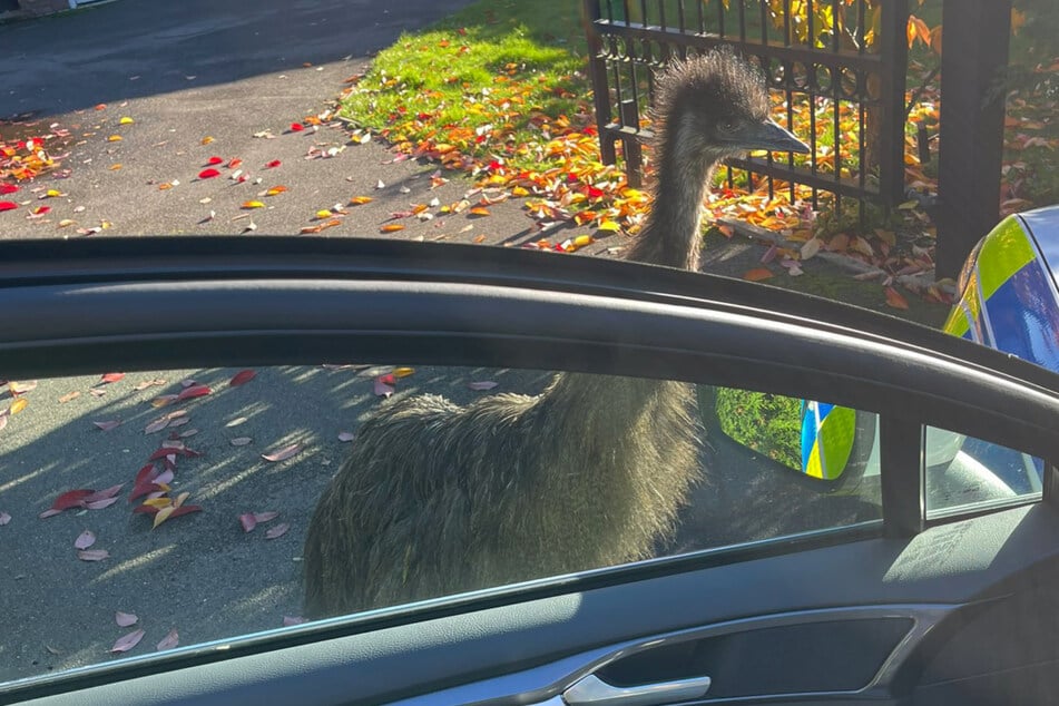 Emu klingelt an der Haustür: Seniorin hält es für einen Scherz