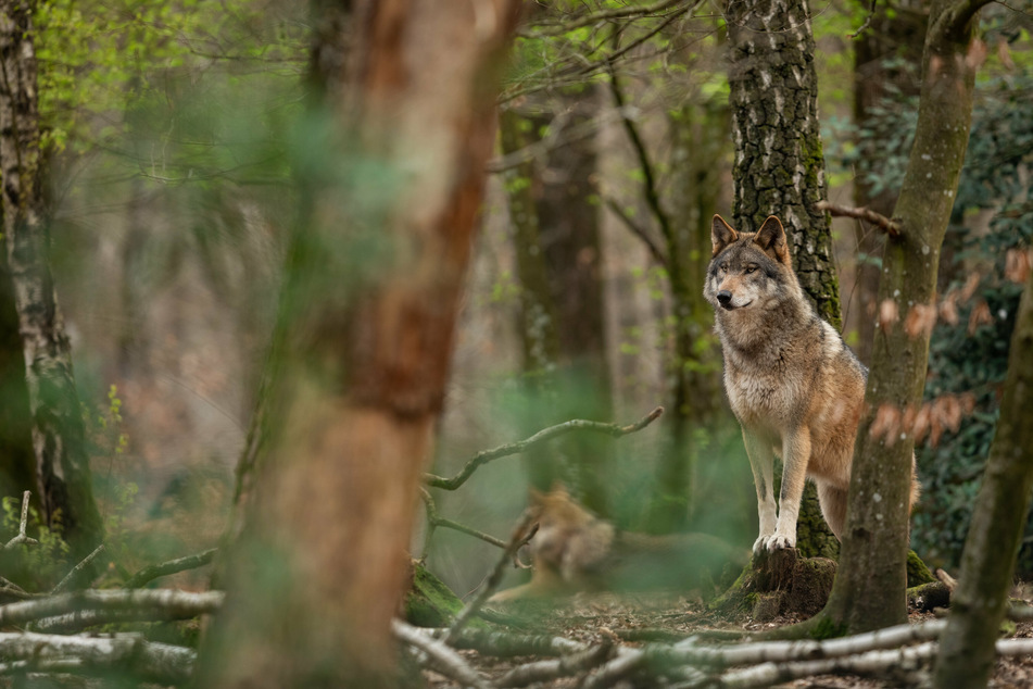 Wölfe: Nach zahlreichen Rissen: NRW plant Regelung für Abschüsse von Wölfen