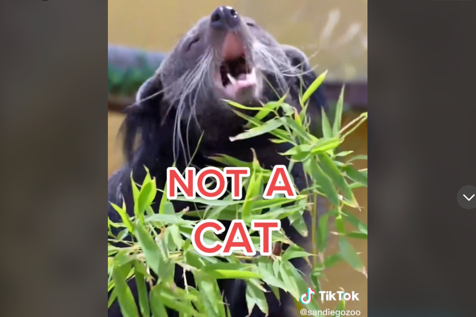 This is a bearcat or a binturong. It is not a cat, even though it looks like it could be related.