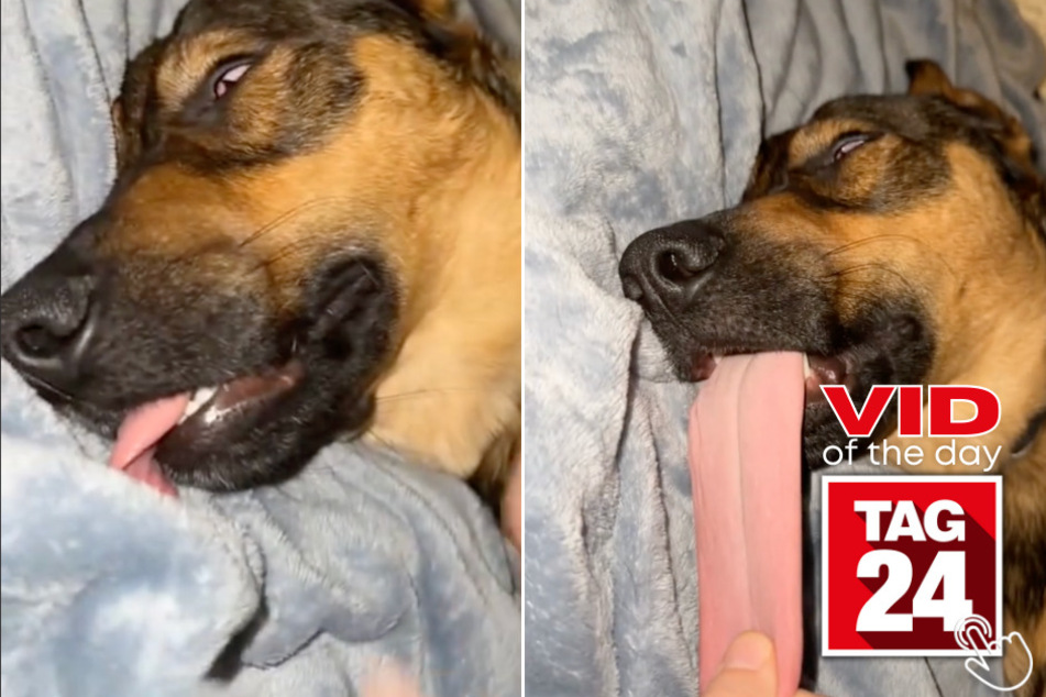 Today's Viral Video features a girl's dog that looks like he's dead! Luckily, he's just super tired and isn't ready to wake up.