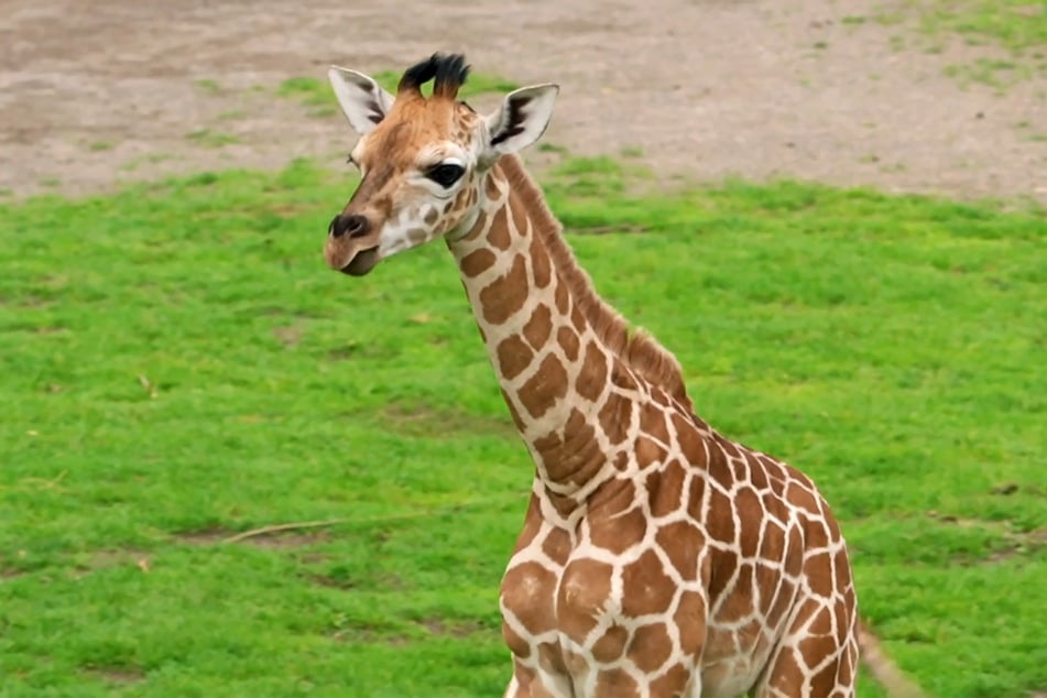 Die Teenager kommen ganz nah dran an die verschiedenen Zootiere. (Archivbild)