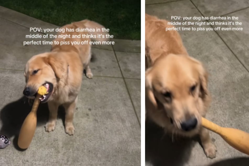 Golden Retriever klopft nachts an die Tür: Frauchen kann nicht glauben, was er im Maul hat