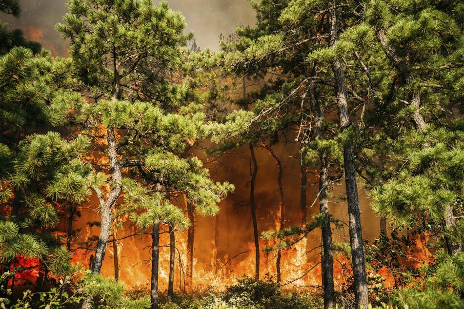 In den USA treten momentan gehäuft Waldbrände auf, wie hier in New Jersey. Für ein Feuer im US-Staat Colorado war zuletzt ein Mann verantwortlich, der seinen Hund einäschern wollte.