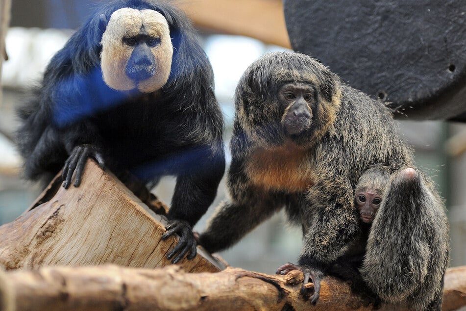 Im Arnulf-und-Elizabeth-Reichert-Haus des Kölner Zoos leben neben Weißkopfsaki auch Faultiere und exotische Vögel. (Archivbild)