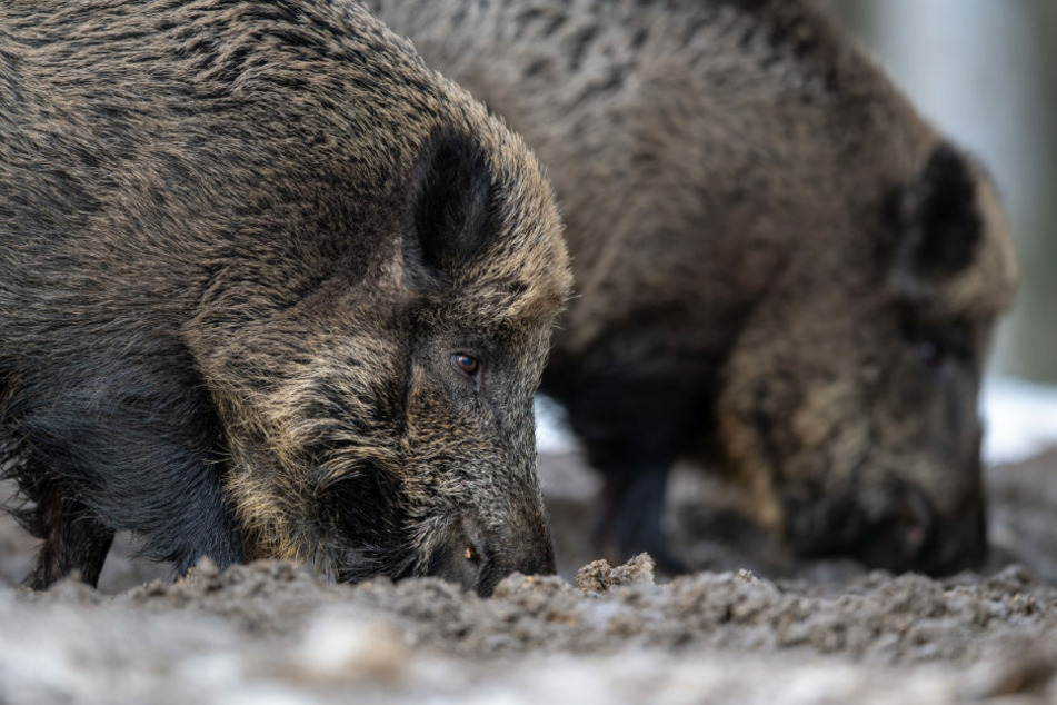Zwei Wildschweine wühlen bei der Futtersuche mit der Schnauze im Erdboden. Nach der Bestätigung des Verdachtsfalles, fordert der Deutsche Jagdverband ein schnelles Handeln. (Symbolfoto)